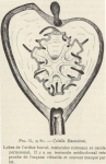 Van Beneden; de Selys Longchamps (1913, fig. G)