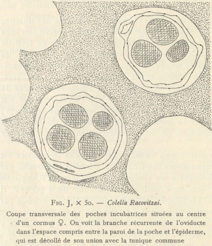 Van Beneden; de Selys Longchamps (1913, fig. J)