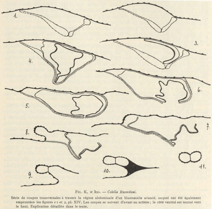 Van Beneden; de Selys Longchamps (1913, fig. K)