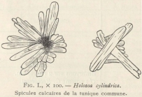 Van Beneden; de Selys Longchamps (1913, fig. L)