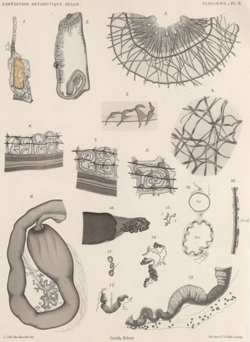 Van Beneden; de Selys Longchamps (1913, pl. 02)