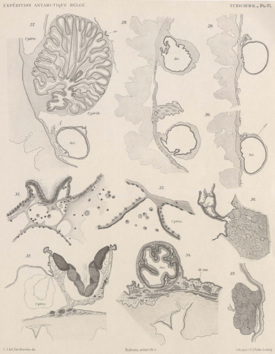 Van Beneden; de Selys Longchamps (1913, pl. 06) Van Beneden; de Selys Longchamps (1913, pl. 06)