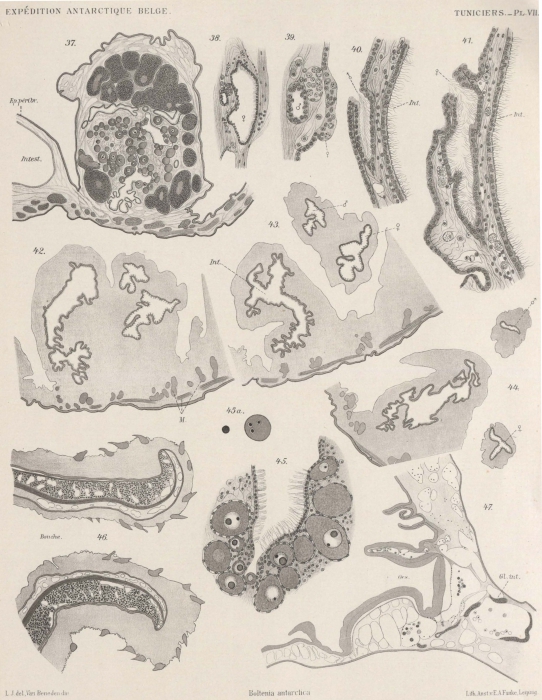 Van Beneden; de Selys Longchamps (1913, pl. 07) Van Beneden; de Selys Longchamps (1913, pl. 07)