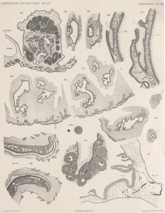 Van Beneden; de Selys Longchamps (1913, pl. 07)