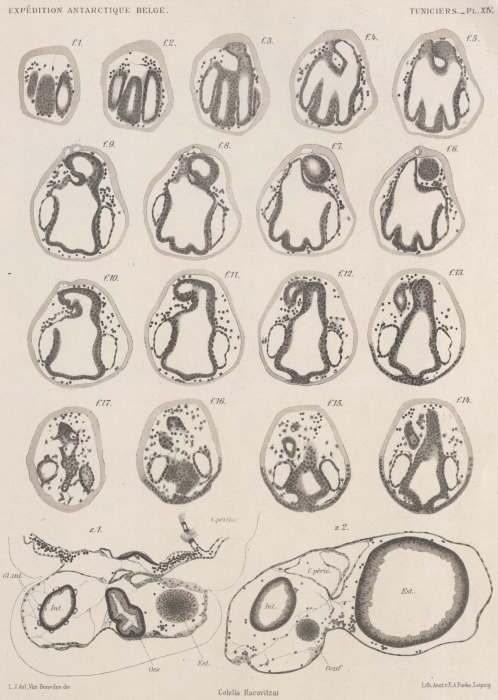 Van Beneden; de Selys Longchamps (1913, pl. 14)