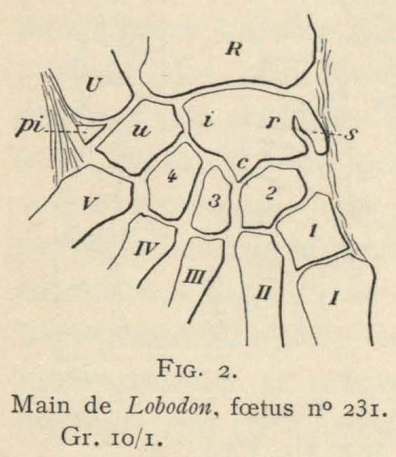 Leboucq (1904, fig. 2) Leboucq (1904, fig. 2)
