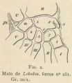 Mammalia (mammals)