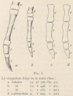 Leboucq (1904, fig. 3)