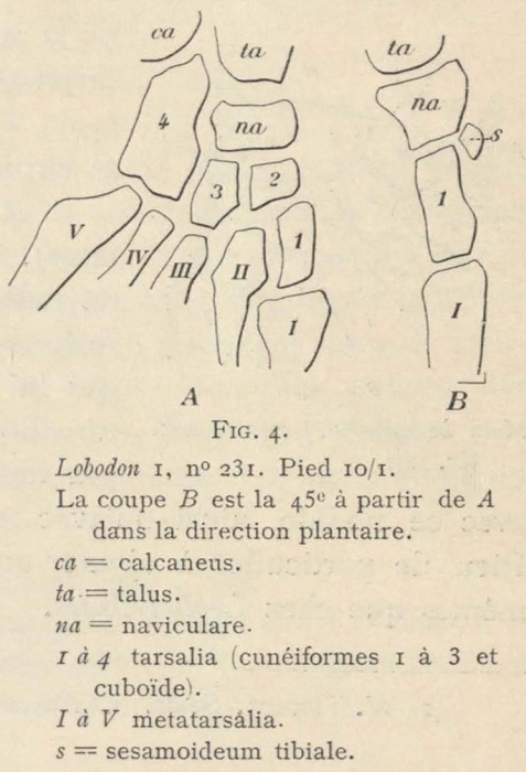 Leboucq (1904, fig. 4) Leboucq (1904, fig. 4)