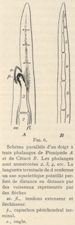 Leboucq (1904, fig. 6)
