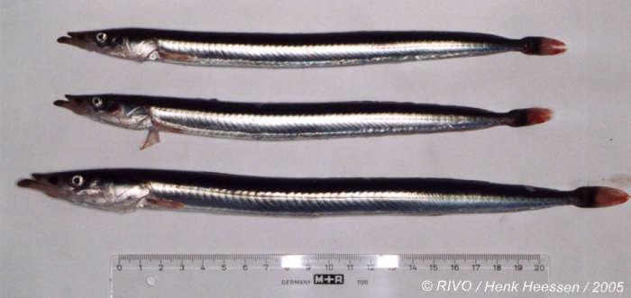 Hyperoplus lanceolatus (Le Sauvage, 1824) Hyperoplus lanceolatus (Le Sauvage, 1824)
