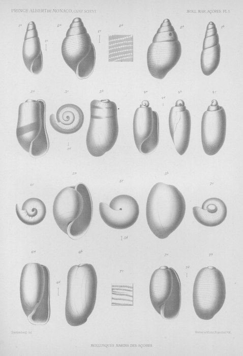 Dautzenberg (1889, pl. 1) Dautzenberg (1889, pl. 1)