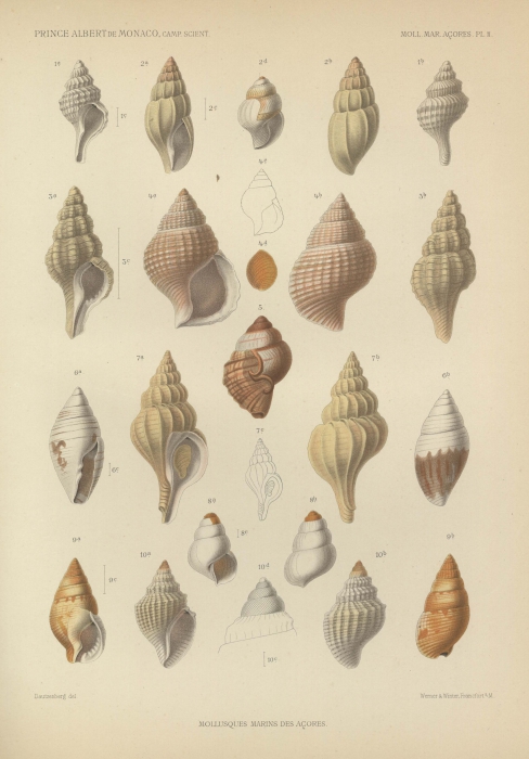 Dautzenberg (1889, pl. 2) Dautzenberg (1889, pl. 2)