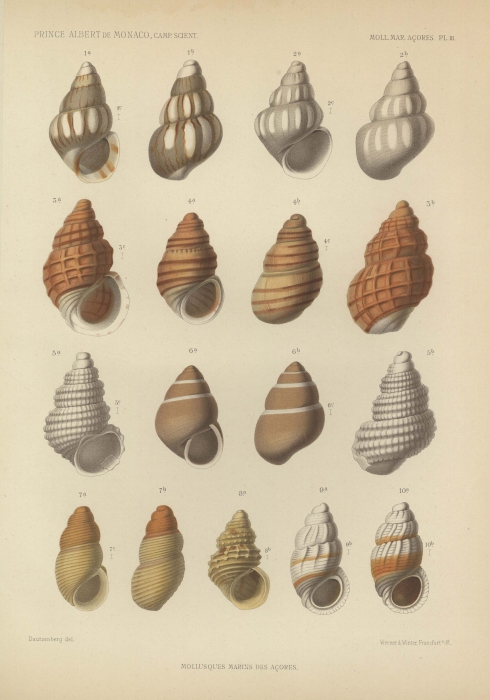 Dautzenberg (1889, pl. 3) Dautzenberg (1889, pl. 3)