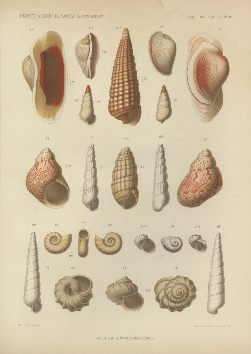 Dautzenberg (1889, pl. 4) Dautzenberg (1889, pl. 4)