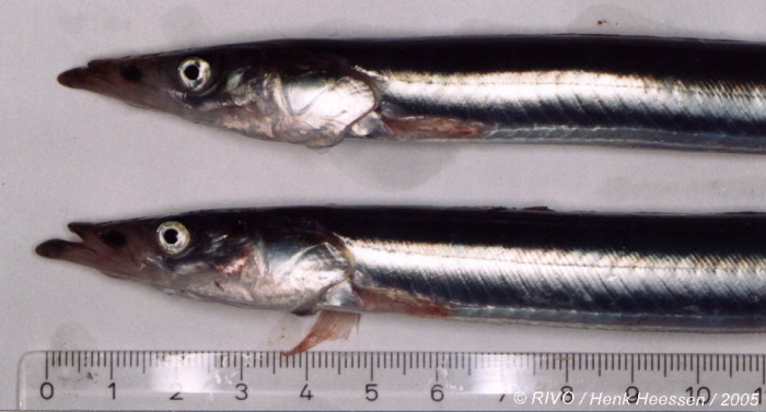 Hyperoplus lanceolatus (Le Sauvage, 1824) Hyperoplus lanceolatus (Le Sauvage, 1824)