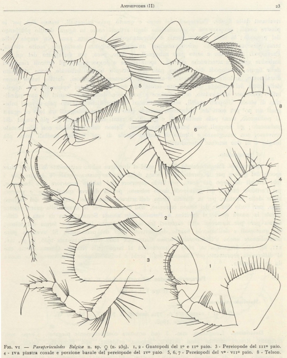 Ruffo (1949, fig. 06) Ruffo (1949, fig. 06)