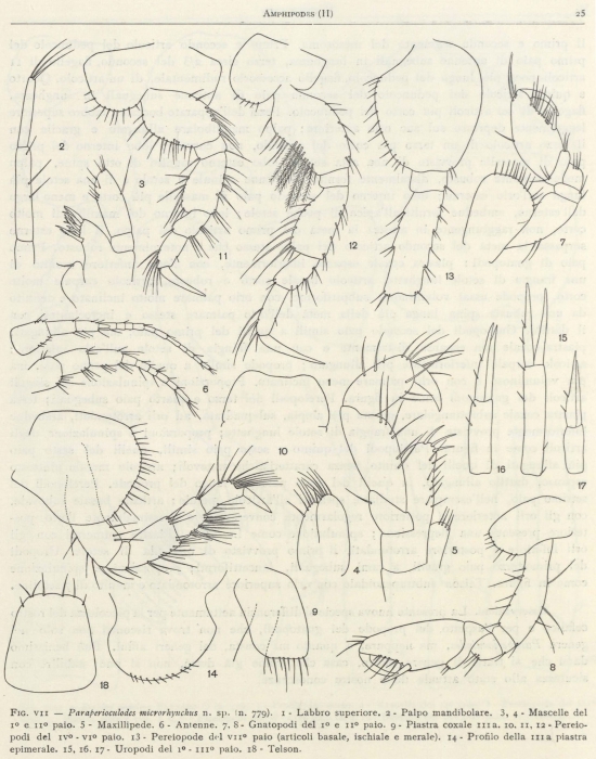 Ruffo (1949, fig. 07) Ruffo (1949, fig. 07)