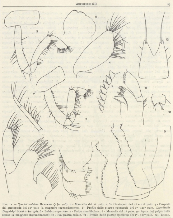 Syrrhoe nodulosa Barnard, 1932