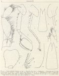 Eusirus microps & Eusirus perdentatus [from Ruffo (1949)]