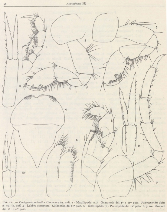 Pontogeneoides dubia (Ruffo, 1949)