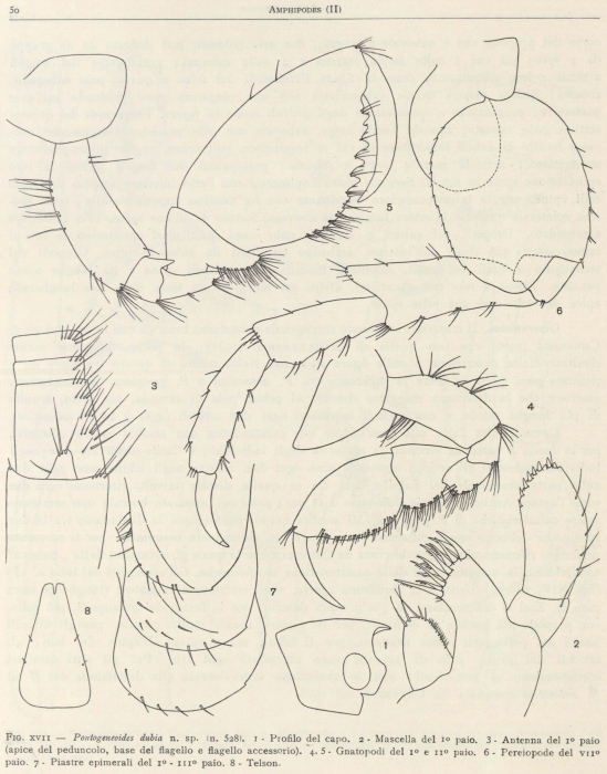 Pontogeneoides dubia n.sp.,  from Ruffo (1949)