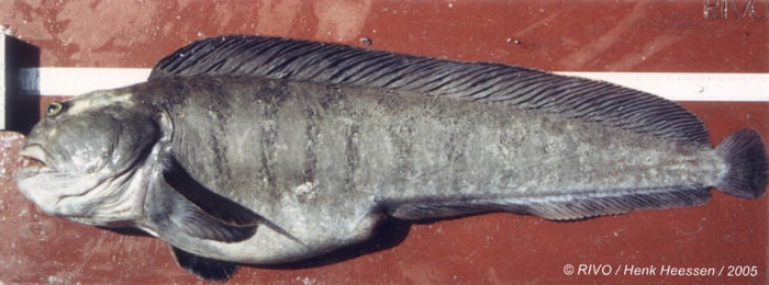 Anarhichas lupus Linnaeus, 1758 Anarhichas lupus Linnaeus, 1758