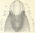 Ctenophora (sea gooseberries)