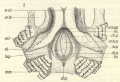 Ctenophora (sea gooseberries)