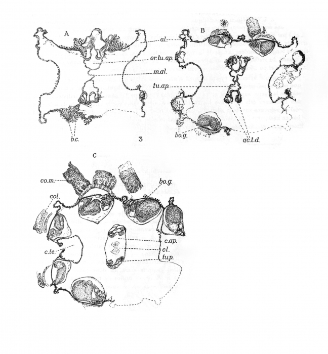 Leloup (1938, fig. 3) Leloup (1938, fig. 3)