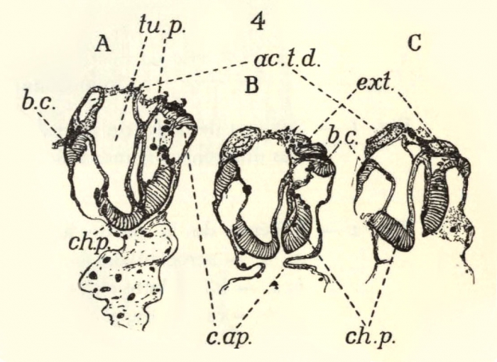 Leloup (1938, fig. 4) Leloup (1938, fig. 4)