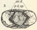 Ctenophora (sea gooseberries)