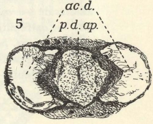 Leloup (1938, fig. 5)