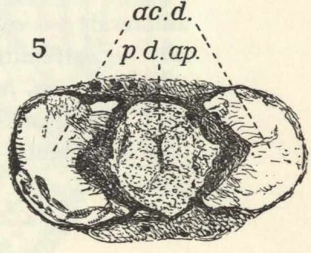 Leloup (1938, fig. 5) Leloup (1938, fig. 5)