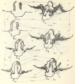 Ctenophora (sea gooseberries)