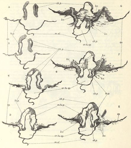 Leloup (1938, fig. 6) 