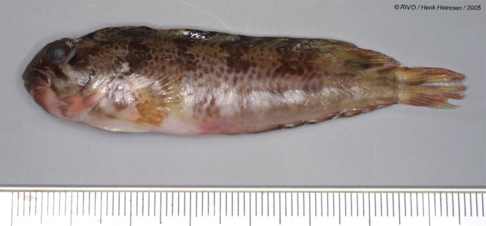 Parablennius gattorugine (Linnaeus, 1758) Parablennius gattorugine (Linnaeus, 1758)
