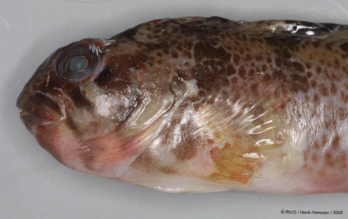 Parablennius gattorugine (Linnaeus, 1758) Parablennius gattorugine (Linnaeus, 1758)