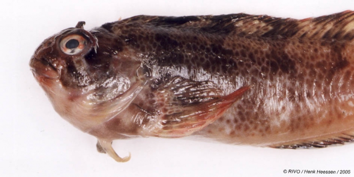 Parablennius gattorugine (Linnaeus, 1758) Parablennius gattorugine (Linnaeus, 1758)