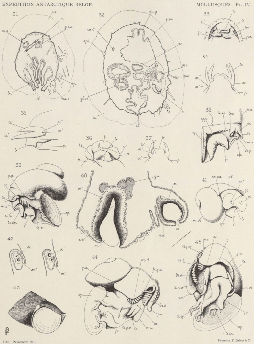 Pelseneer (1903, pl. 4) Pelseneer (1903, pl. 4)