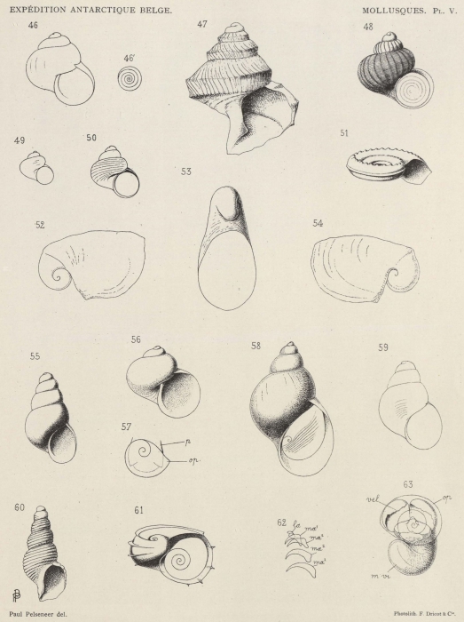 Pelseneer (1903, pl. 5) Pelseneer (1903, pl. 5)