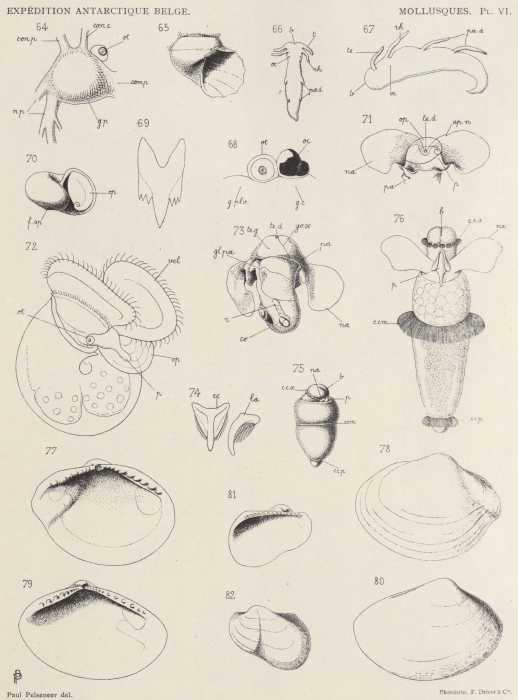 Pelseneer (1903, pl. 6) Pelseneer (1903, pl. 6)