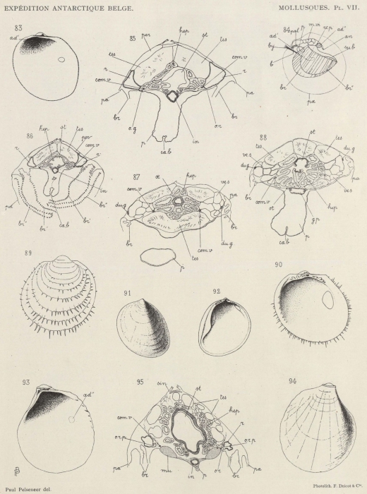Pelseneer (1903, pl. 7) Pelseneer (1903, pl. 7)