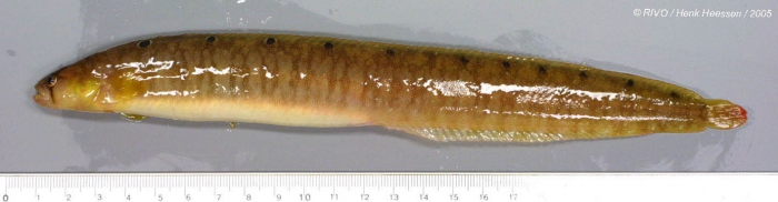 Pholis gunnellus (Linnaeus, 1758) Pholis gunnellus (Linnaeus, 1758)