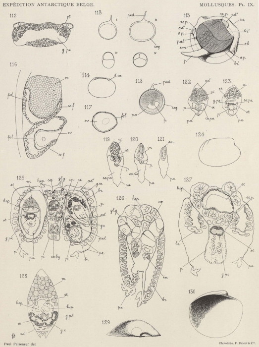 Pelseneer (1903, pl. 9) Pelseneer (1903, pl. 9)