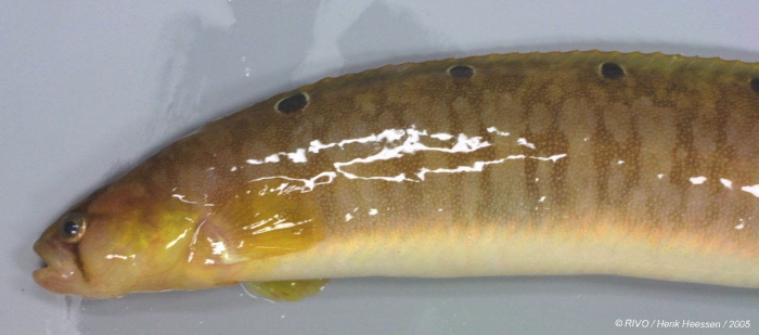 Pholis gunnellus (Linnaeus, 1758) Pholis gunnellus (Linnaeus, 1758)