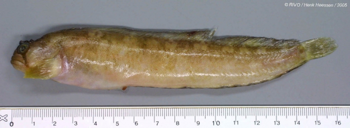 Chirolophis ascanii (Walbaum, 1792) Chirolophis ascanii (Walbaum, 1792)