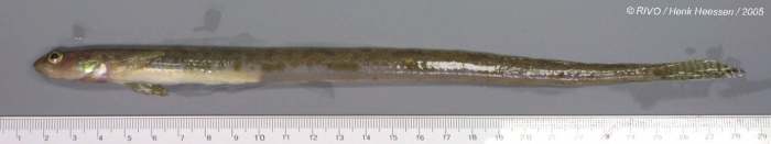Lumpenus lumpretaeformis (Walbaum, 1792) Lumpenus lumpretaeformis (Walbaum, 1792)