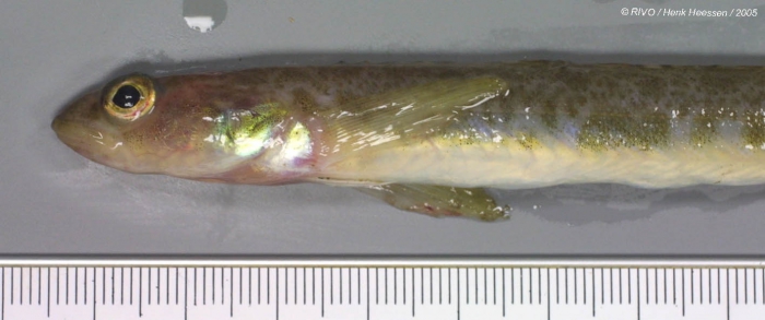 Lumpenus lumpretaeformis (Walbaum, 1792) Lumpenus lumpretaeformis (Walbaum, 1792)