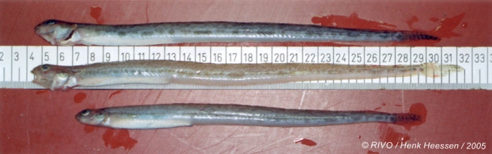 Lumpenus lumpretaeformis (Walbaum, 1792) Lumpenus lumpretaeformis (Walbaum, 1792)